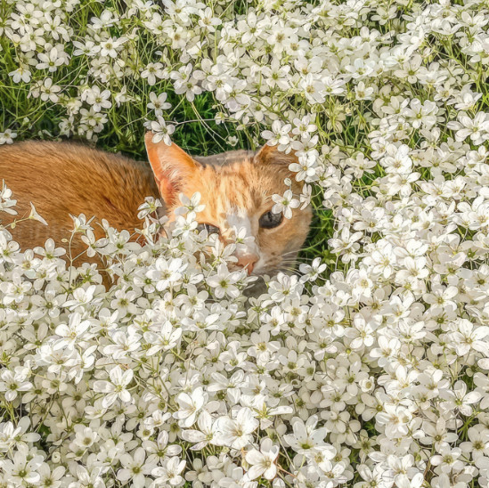 Tranh phong cảnh chú mèo và hoa